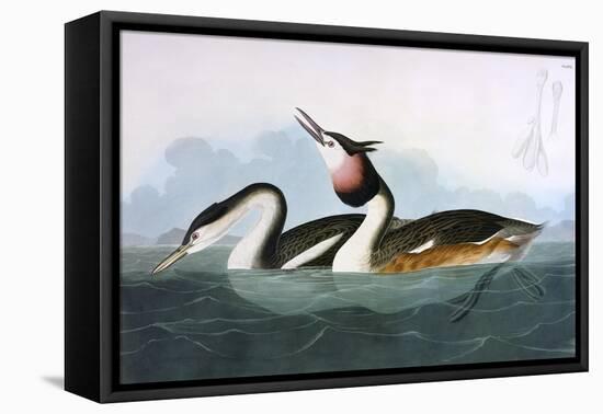 Crested Grebe-John James Audubon-Framed Stretched Canvas