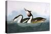 Crested Grebe-John James Audubon-Stretched Canvas