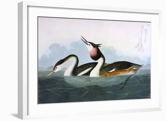 Crested Grebe-John James Audubon-Framed Art Print