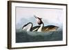 Crested Grebe-John James Audubon-Framed Art Print