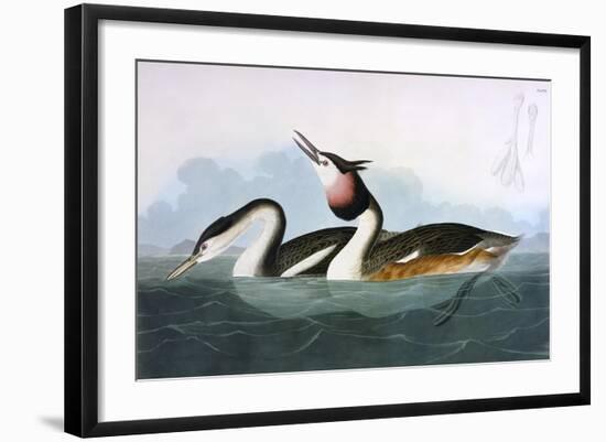 Crested Grebe-John James Audubon-Framed Art Print