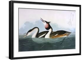 Crested Grebe-John James Audubon-Framed Art Print