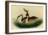 Crested Grebe-John James Audubon-Framed Art Print