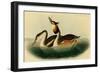 Crested Grebe-John James Audubon-Framed Art Print