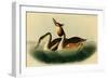 Crested Grebe-John James Audubon-Framed Art Print