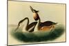 Crested Grebe-John James Audubon-Mounted Art Print