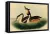 Crested Grebe-John James Audubon-Framed Stretched Canvas