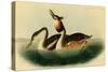 Crested Grebe-John James Audubon-Stretched Canvas