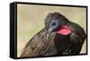 Crested Guan (Penelope Purpurascens), Osa Peninsula, Costa Rica, Central America-Sergio-Framed Stretched Canvas