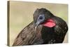 Crested Guan (Penelope Purpurascens), Osa Peninsula, Costa Rica, Central America-Sergio-Stretched Canvas