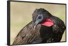 Crested Guan (Penelope Purpurascens), Osa Peninsula, Costa Rica, Central America-Sergio-Framed Photographic Print