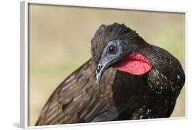 Crested Guan (Penelope Purpurascens), Osa Peninsula, Costa Rica, Central America-Sergio-Framed Photographic Print