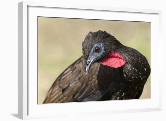 Crested Guan (Penelope Purpurascens), Osa Peninsula, Costa Rica, Central America-Sergio-Framed Photographic Print