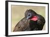 Crested Guan (Penelope Purpurascens), Osa Peninsula, Costa Rica, Central America-Sergio-Framed Photographic Print