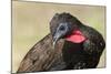 Crested Guan (Penelope Purpurascens), Osa Peninsula, Costa Rica, Central America-Sergio-Mounted Photographic Print