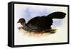 Crested Guan, Penelope Purpurascens-J.W. Moore-Framed Stretched Canvas