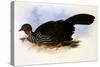 Crested Guan, Penelope Purpurascens-J.W. Moore-Stretched Canvas