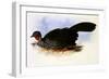 Crested Guan, Penelope Purpurascens-J.W. Moore-Framed Giclee Print