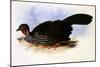 Crested Guan, Penelope Purpurascens-J.W. Moore-Mounted Giclee Print