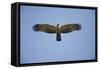 Crested Honey Buzzard in Flight-null-Framed Stretched Canvas