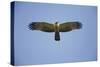 Crested Honey Buzzard in Flight-null-Stretched Canvas