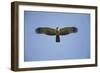 Crested Honey Buzzard in Flight-null-Framed Photographic Print