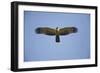 Crested Honey Buzzard in Flight-null-Framed Photographic Print