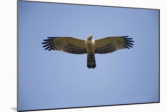 Crested Honey Buzzard in Flight-null-Mounted Photographic Print