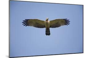Crested Honey Buzzard in Flight-null-Mounted Photographic Print