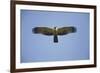 Crested Honey Buzzard in Flight-null-Framed Photographic Print