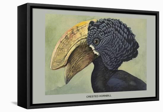 Crested Hornbill-Louis Agassiz Fuertes-Framed Stretched Canvas