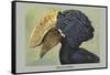 Crested Hornbill-Louis Agassiz Fuertes-Framed Stretched Canvas