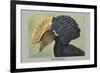 Crested Hornbill-Louis Agassiz Fuertes-Framed Art Print