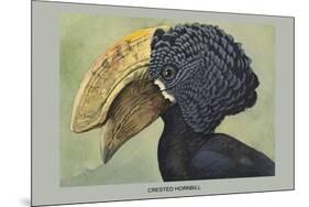 Crested Hornbill-Louis Agassiz Fuertes-Mounted Premium Giclee Print