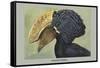 Crested Hornbill-Louis Agassiz Fuertes-Framed Stretched Canvas