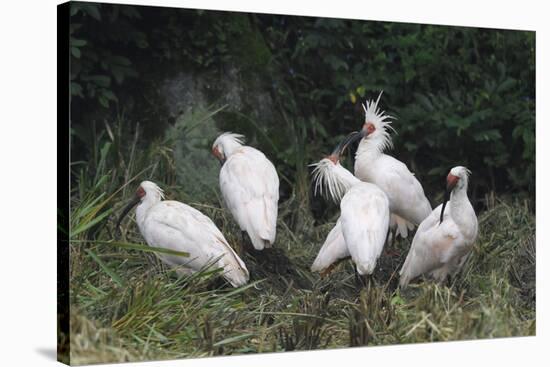Crested ibis, Yangxian Nature Reserve, Shaanxi, China. Endangered species-Staffan Widstrand/Wild Wonders of China-Stretched Canvas