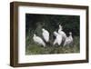 Crested ibis, Yangxian Nature Reserve, Shaanxi, China. Endangered species-Staffan Widstrand/Wild Wonders of China-Framed Photographic Print