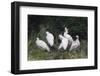 Crested ibis, Yangxian Nature Reserve, Shaanxi, China. Endangered species-Staffan Widstrand/Wild Wonders of China-Framed Photographic Print