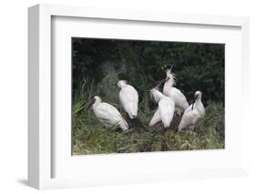 Crested ibis, Yangxian Nature Reserve, Shaanxi, China. Endangered species-Staffan Widstrand/Wild Wonders of China-Framed Photographic Print