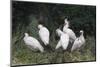 Crested ibis, Yangxian Nature Reserve, Shaanxi, China. Endangered species-Staffan Widstrand/Wild Wonders of China-Mounted Photographic Print