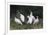 Crested ibis, Yangxian Nature Reserve, Shaanxi, China. Endangered species-Staffan Widstrand/Wild Wonders of China-Framed Photographic Print