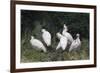 Crested ibis, Yangxian Nature Reserve, Shaanxi, China. Endangered species-Staffan Widstrand/Wild Wonders of China-Framed Photographic Print