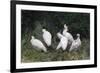 Crested ibis, Yangxian Nature Reserve, Shaanxi, China. Endangered species-Staffan Widstrand/Wild Wonders of China-Framed Photographic Print