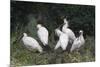 Crested ibis, Yangxian Nature Reserve, Shaanxi, China. Endangered species-Staffan Widstrand/Wild Wonders of China-Mounted Photographic Print