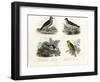 Crested Lark, 1864-null-Framed Giclee Print