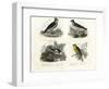 Crested Lark, 1864-null-Framed Giclee Print