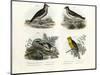 Crested Lark, 1864-null-Mounted Giclee Print