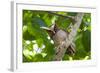 Crested Owl (Lophostrix Cristata) Lowland Rainforests Near Cristalino Jungle Lodge-Nick Garbutt-Framed Photographic Print