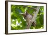 Crested Owl (Lophostrix Cristata) Lowland Rainforests Near Cristalino Jungle Lodge-Nick Garbutt-Framed Photographic Print