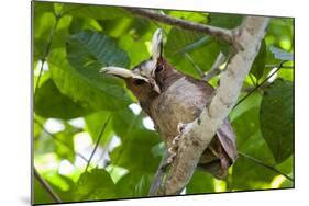 Crested Owl (Lophostrix Cristata) Lowland Rainforests Near Cristalino Jungle Lodge-Nick Garbutt-Mounted Photographic Print
